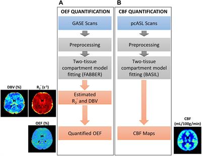 Cortical oxygen extraction fraction using quantitative BOLD MRI and cerebral blood flow during vasodilation